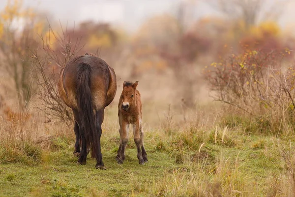 Equus Ferus Przewalskii Mongolian Wild Horses — Stock Photo, Image