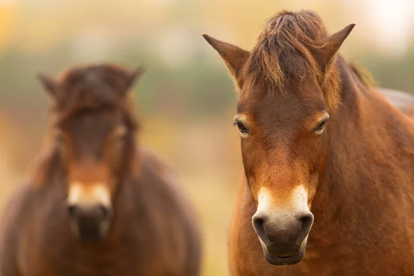 Equus Ferus Przewalskii Mongolian Wild Horses Dzungarian Horses — Stock Photo, Image