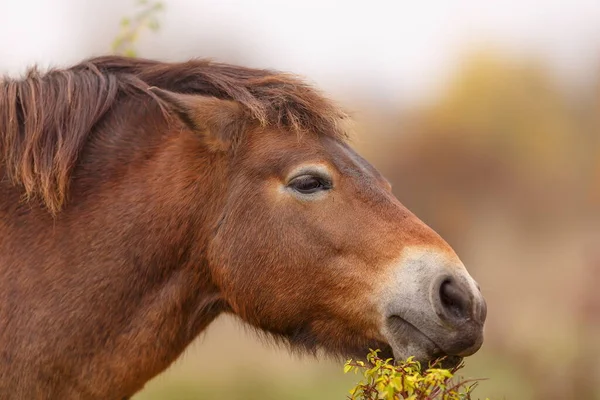 Equus Ferus Przewalskii Moğol Vahşi Atı Veya Dzungarian Atı — Stok fotoğraf