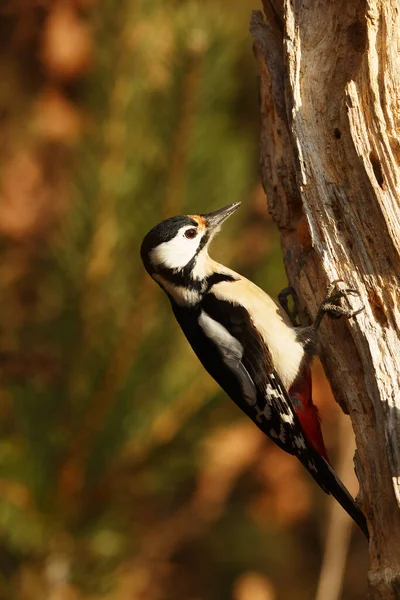Great Spotted Woodpecker Dendrocopos Major Conquers Worms Steep Trunk — Stockfoto