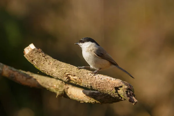 Cute Tit Portrait Blurred Background — Foto de Stock