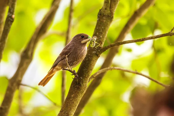 Black Redstart Phoenicurus Ochruros Worm Its Beak — Stock Photo, Image