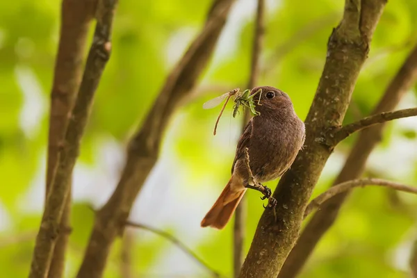 Black Redstart Phoenicurus Ochruros Worm Its Beak — Stockfoto