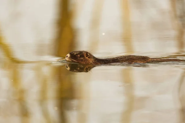 Sumpbäver Nutria Myocastor Coypus — Stockfoto