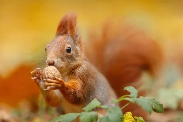 Cute Eurasian Red Squirrel Sciurus Vulgaris Portrait — Zdjęcie stockowe
