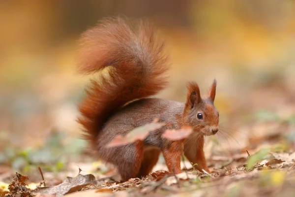 Cute Eurasian Red Squirrel Sciurus Vulgaris Portrait — Stock fotografie