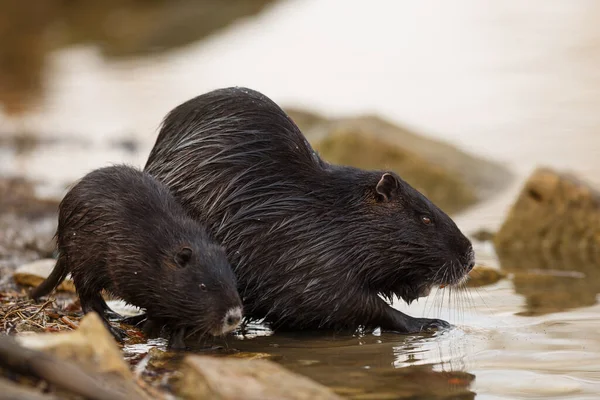 Couple Coypu Shore Just Water — Zdjęcie stockowe