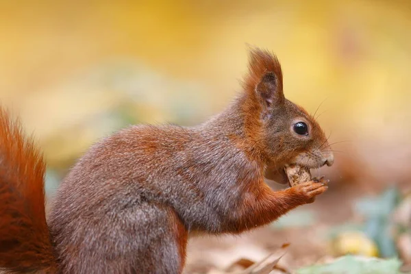 Cute Eurasian Red Squirrel Sciurus Vulgaris Portrait — Fotografia de Stock
