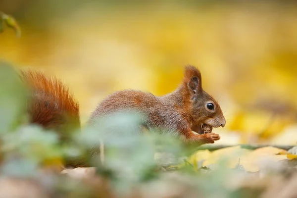 Roztomilá Euroasijská Červená Veverka Sciurus Vulgaris Portrét — Stock fotografie