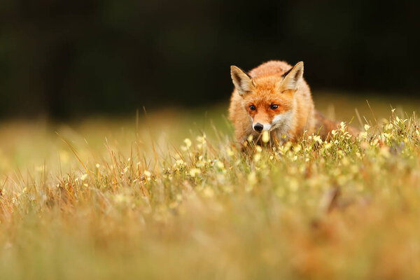 Beautiful red fox standing in the middle of meadows, looks around