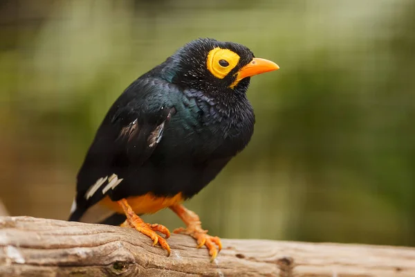 Bird Closeup Portrait Wild Nature — Stock Photo, Image