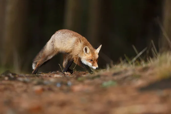 Beautiful Red Fox Standing Middle Meadows Looks — Stock Photo, Image