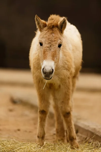 Equus Ferus Przewalskii Mongolisches Wildpferd Oder Ungarisches Pferd — Stockfoto