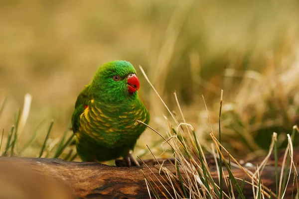 Scaly Breasted Lorikeet Trichoglossus Chlorolepidotus Close — Stock Photo, Image