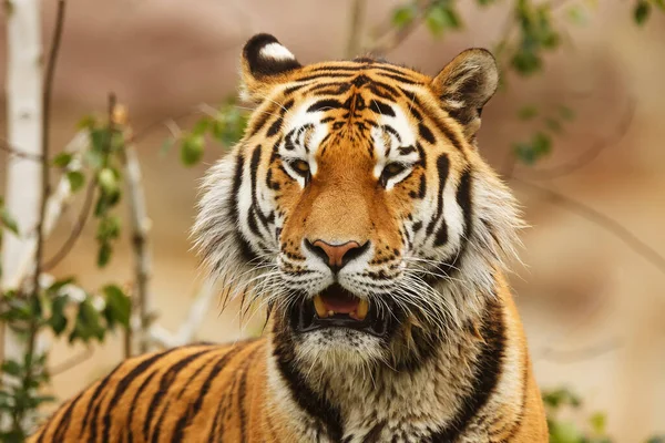 Cute Tiger Portrait Wild Nature — Stok fotoğraf