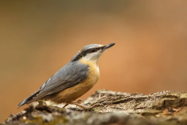 Eurasian Nuthatch Portrait Daytime — Stock Photo, Image