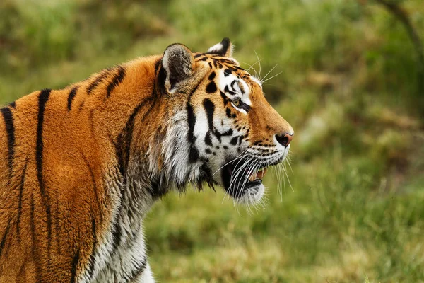 Cute Tiger Portrait Wild Nature — Photo