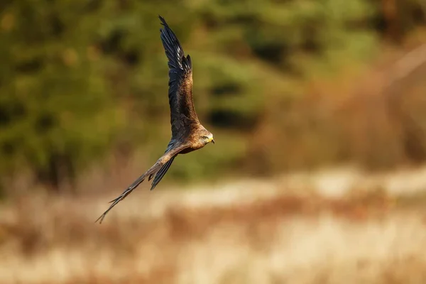 Falcon Flight Animal — Photo