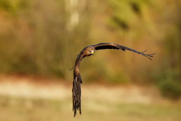 Falcon Flight Animal — Photo