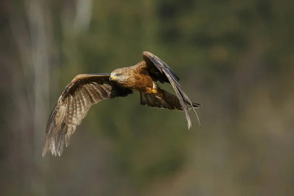 Falcon Flight Animal — 图库照片