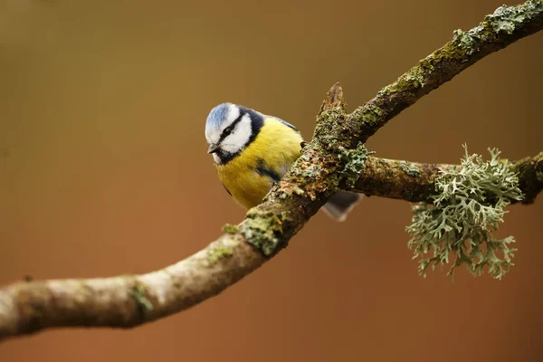 Eurasian Blue Tit Bark Tree — Foto Stock