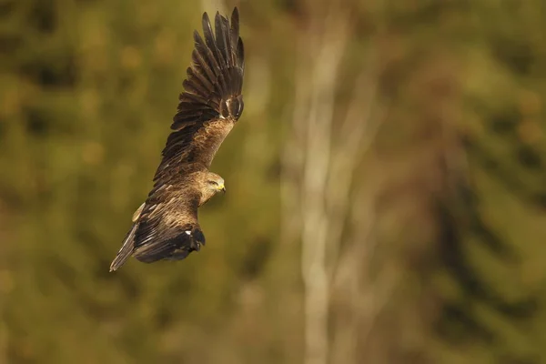 Falcon Flight Animal — Photo