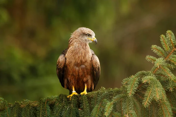 Uçurtmanın yakın plan portresi