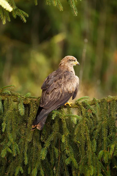 Uçurtmanın yakın plan portresi