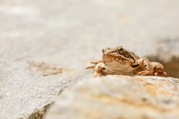 Grenouille Gros Plan Animal — Photo