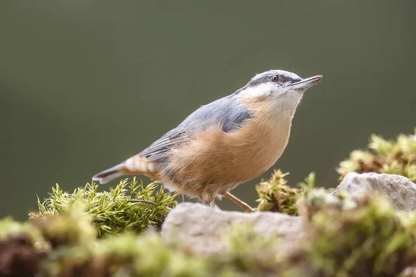 Eurasian Nuthatch Portrait Daytime — Stock Photo, Image