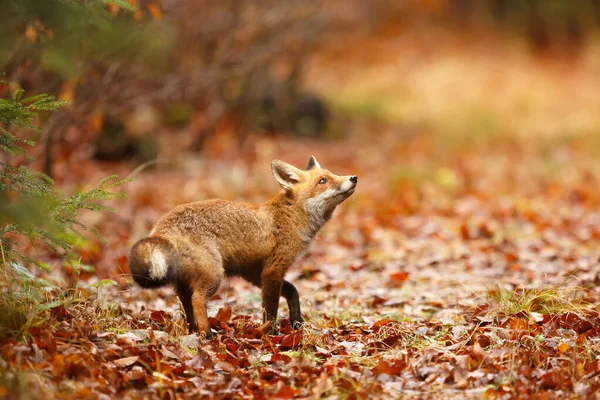 Red Fox Forest Daytime — Foto de Stock