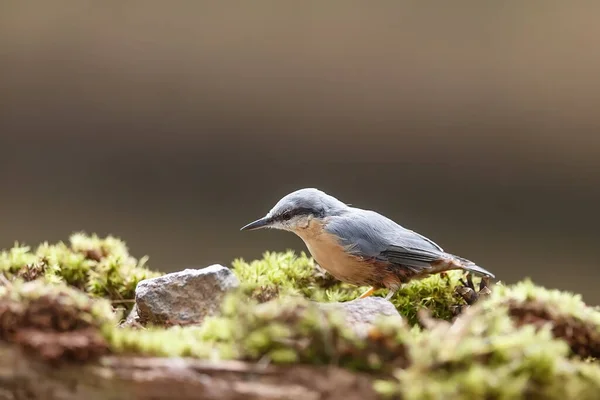 Euroasijský Nuthatch Portrét Dne — Stock fotografie