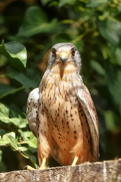 Saker Falcon Close Portret — Stockfoto