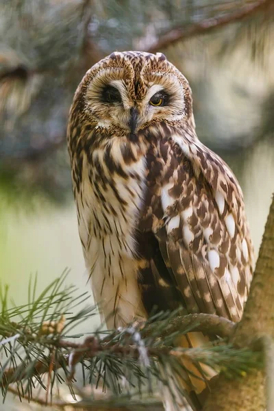 Bird Fauna Owl Close — Stok fotoğraf