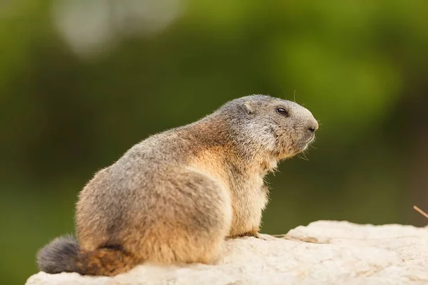 Small Mammal Marmot Wild — Foto de Stock