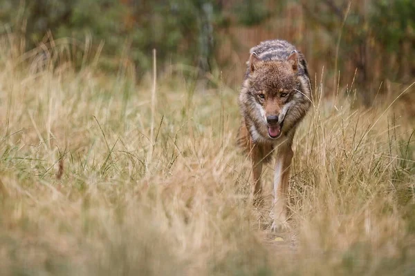 Gray Wolf Portrait Wild Nature —  Fotos de Stock