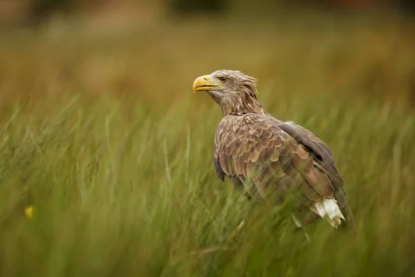 Eastern Eagle Portrait Wild Nature — Photo