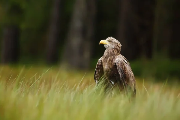 Eastern Eagle Portrait Wild Nature — стоковое фото