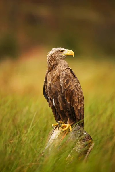 Eastern Eagle Portrait Wild Nature — Photo