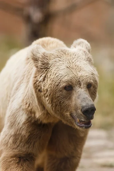 Brown Bear Wild Nature — Stock Photo, Image