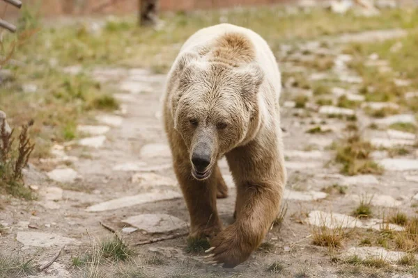 Brown Bear Wild Nature — ストック写真