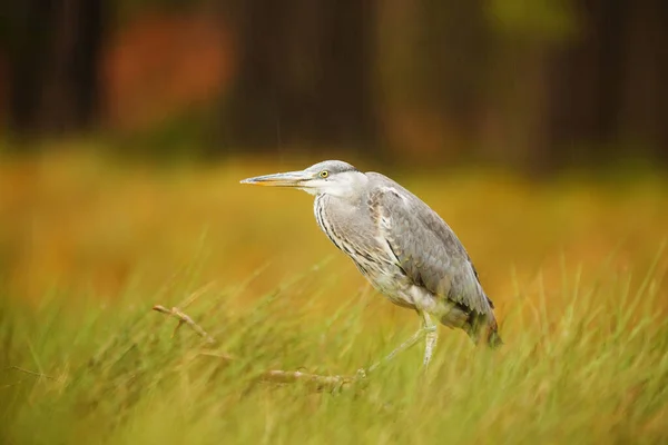 Gray Heron Hunts High Reeds Frogs Small Fish — Photo