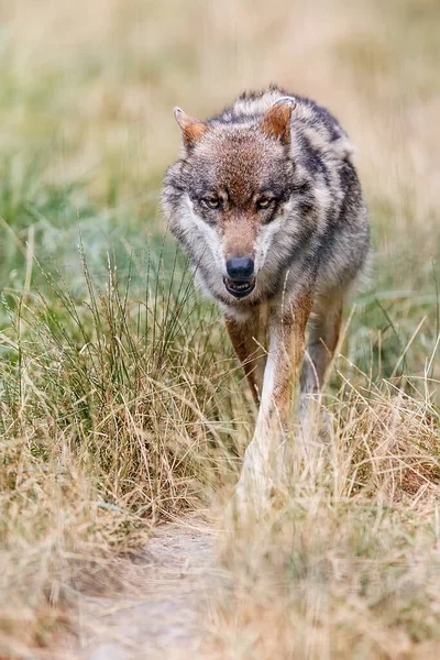 Gray Wolf Portrait Wild Nature — Fotografia de Stock
