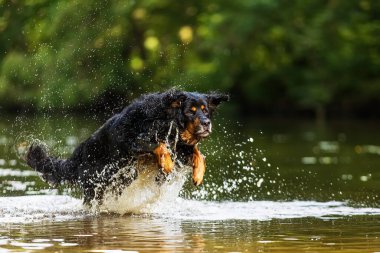Köpek Hovawart altın ve siyah suyun içinden geçiyor.