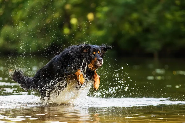 Dog Hovawart Gold Black Skipping Water — Stockfoto
