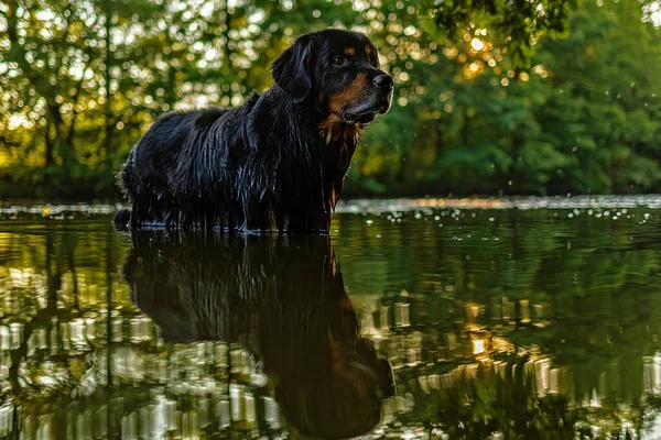 Dog Hovawart Gold Black Standing Water Strange Light His Back — Stockfoto