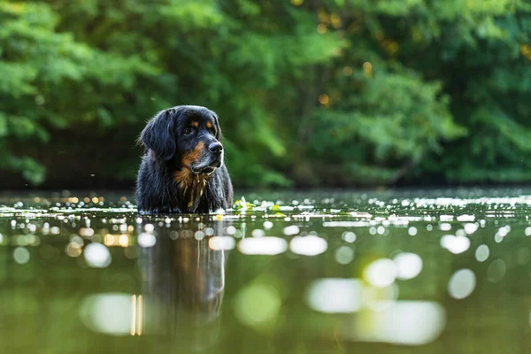 Dog Hovawart Gold Black Water Low Sun Reflected Surface — Stockfoto