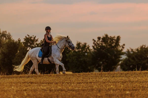 Beautiful Rider White Stallion Gallops Field Sun Low — 스톡 사진