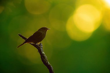 dişi siyah kızılay (Phoenicurus ochruros) gün batımından önce yeşil arkaplan ve sarı ışık halkaları ile