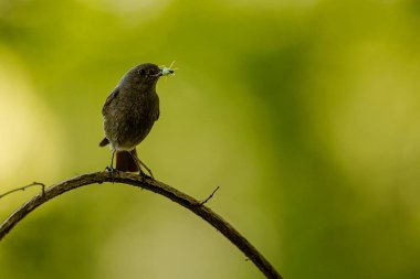 female black redstart (Phoenicurus ochruros) has a hunted grasshopper in its beak